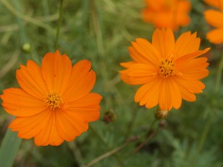 オレンジのコスモス