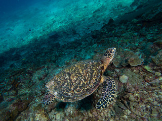 Obraz na płótnie Canvas hawksbill turtle on a coral reef shot from above