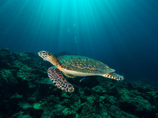 Naklejka na ściany i meble Hawksbill turtle on a coral reef with sun rays beaming down in the background