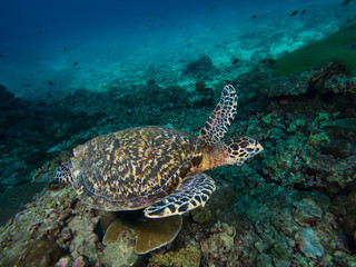 hawksbill turtle on a coral reef shot from above