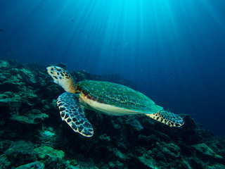 Obraz na płótnie Canvas Hawksbill turtle on a coral reef with sun rays beaming down in the background