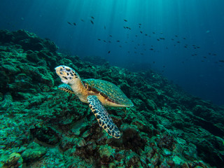 Naklejka premium Hawksbill turtle on a coral reef with sun rays beaming down in the background