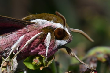 MARIPOSA
