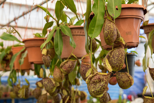 Nepenthes Hung In Pot