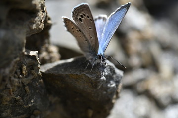 MARIPOSA