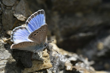 MARIPOSA