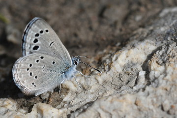 MARIPOSA