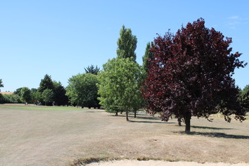 Trees line dry golf fairway viewed from bunker
