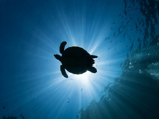 silhouette of a hawksbill turtle against the sun