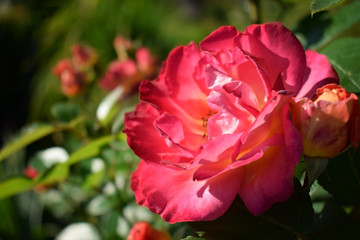 Close-up of a bright pink blooming rose in a garden