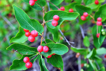 Branch of wild honeysuckle with red ripe berries, soft bokeh background
