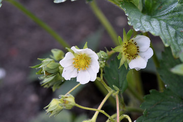 Spring bloom strawberries