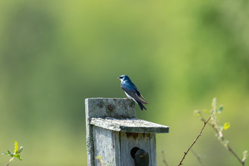 swallow
