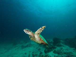 Hawksbill turtle swimming on a coral reef