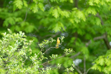 oriole