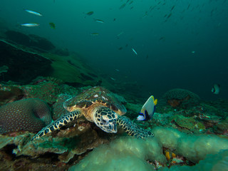 Hawksbill turtle eating bubble coral