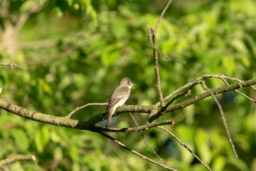 Alder Flycatcher