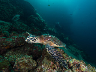 Hawksbill turtle swimming on a coral reef