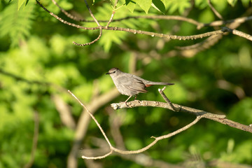 Gray Catbird