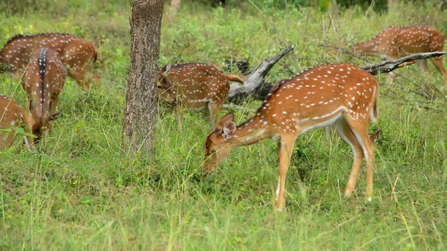 Herds Of Spotted Deer In The Wild