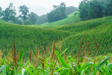 Corn flower in rainy season Cornflower on the mountain