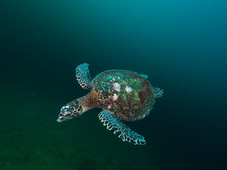 Hawksbill turtles swimming