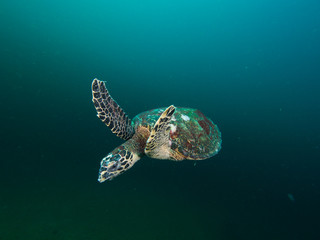 Hawksbill turtles swimming
