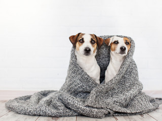 Obraz na płótnie Canvas Two dogs under the rug