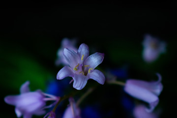Fototapeta na wymiar Floral