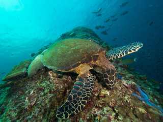 Obraz na płótnie Canvas Hawksbill turtle eating on top of a coral reef