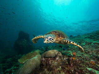 Fototapeta na wymiar Hawksbill turtle swimming over a coral reef
