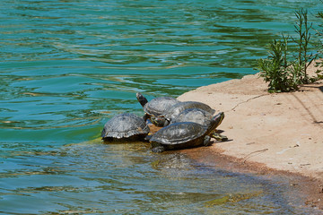 Fototapeta premium a Hawaiian Green Sea Turtle rests on the beach