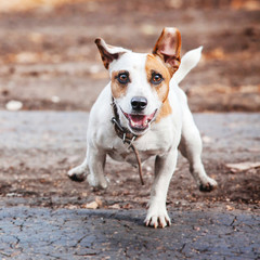 Dog running at autumn