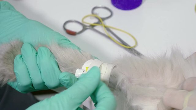 Pet is on appointment at veterinarian. Taking blood for analysis in persian cat with a catheter. 4K