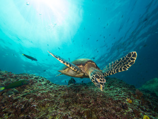 Obraz na płótnie Canvas Hawksbill turtle swimming over a coral reef with the sun behind