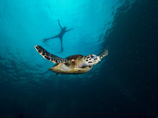 Naklejka na ściany i meble Hawksbill turtle with a snorkeller in the background