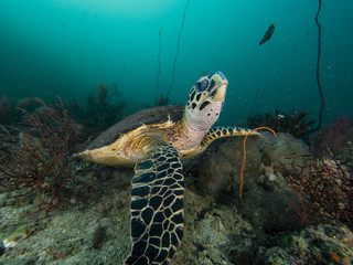 Obraz premium Hawksbill turtle close up