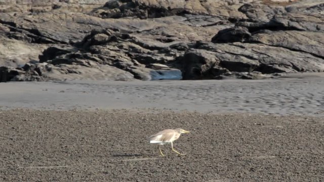 Paddybird (Ardea grayii) hunting for crabs at low tide. Myriad crabs are fed on the beach. The Heron carefully creeps up (slow motion) to the victim and grabs it with bill
