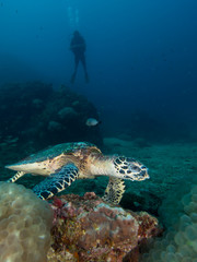 Hawksbill turtle on a coral reef with a diver in the background