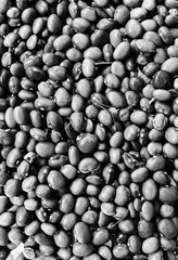 Kidney beans background texture. Vegan and vegetarian photo. Ecological green food.