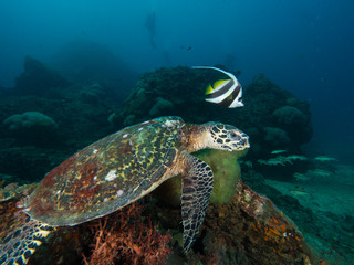 Naklejka na ściany i meble Hawksbill turtle on a coral reef with a diver in the background