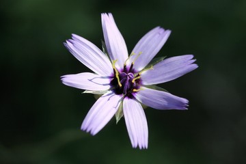 fleur mauve