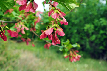 Obraz premium Acer negundo (Box elder, boxelder, ash leaved maple, maple ash) bright red seeds with spider web on green blurry background