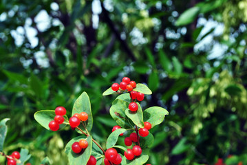 Branch of wild honeysuckle with ripe berries, soft green blurry bokeh background