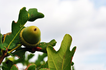 Common Oak (Quercus) green leaves and acorn on tree, cloudy sky background