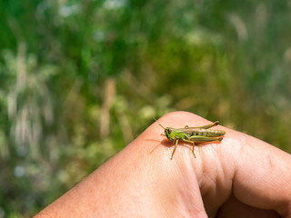 Camping. A grasshopper on his hand.