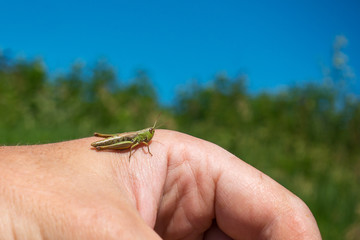 Camping. A grasshopper on his hand.