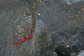 CANGREJO