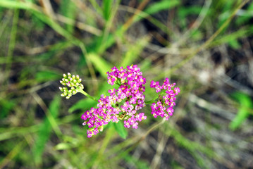 Pink flowers of Yarrow (Achillea millefolium cultivar), on soft blurry grass bokeh background, top view
