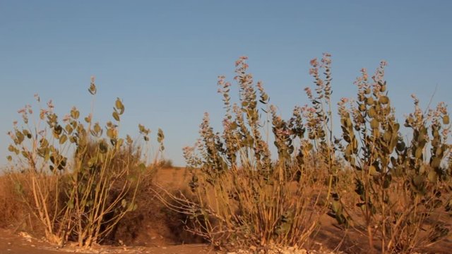 Apple of Sodom (calotrope, Calotropis procera) in the sands of the Great Indian desert (Thar) with poisonous fruits, xerophytes 20 meters roots down in barchan, xerophilic shrubs
